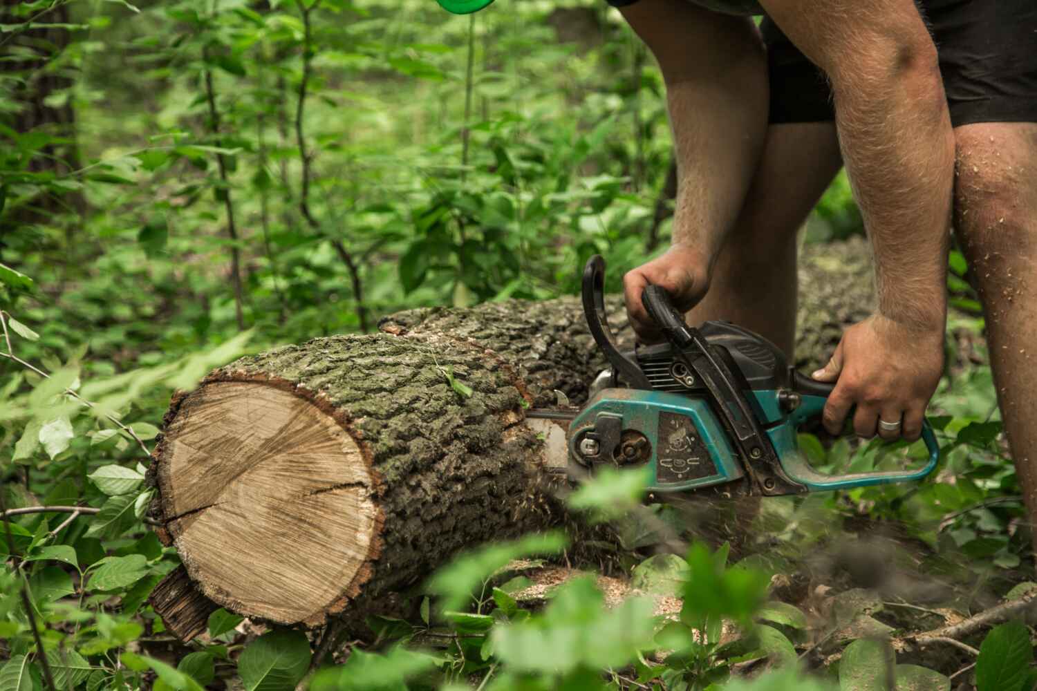 Best Large Tree Removal  in Ohioville, PA